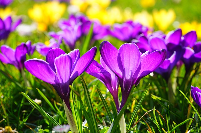 krokus